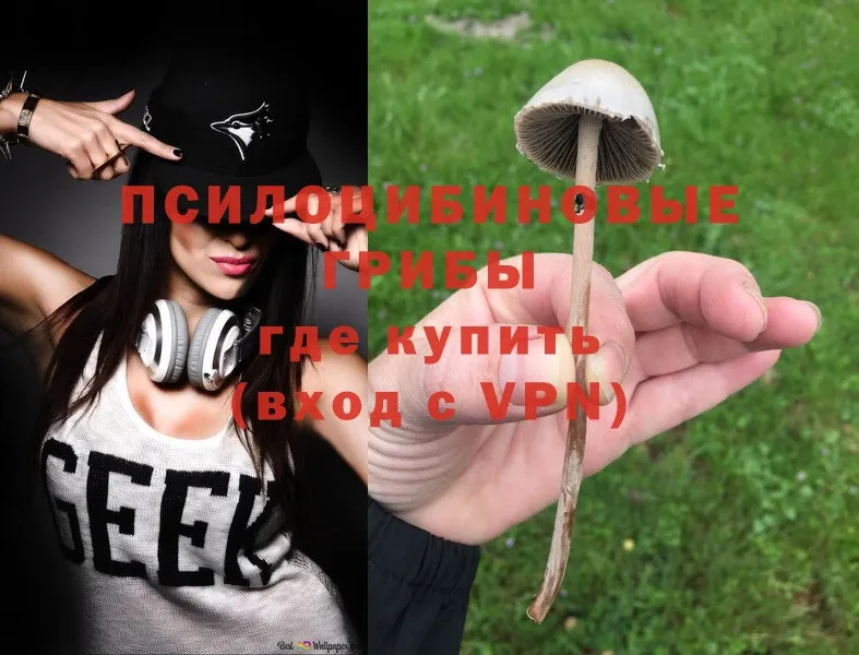 Псилоцибиновые грибы Psilocybe  Верея 